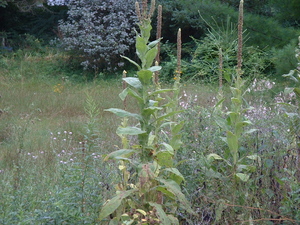 mullein grouped.jpg